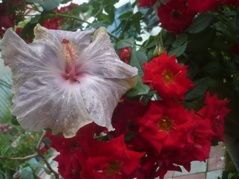 P1480567 - HIBISCUSI 2021-1