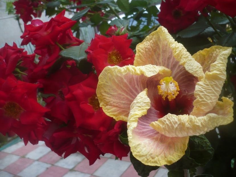 P1480568 - HIBISCUSI 2021-1