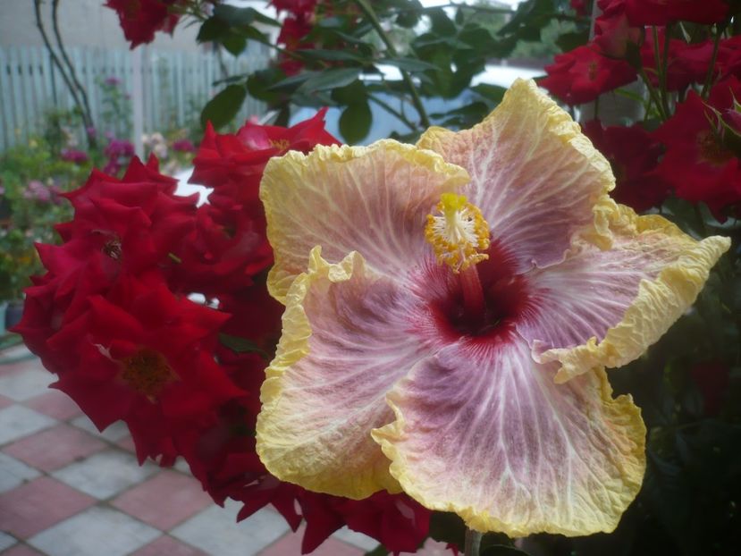 P1480569 - HIBISCUSI 2021-1