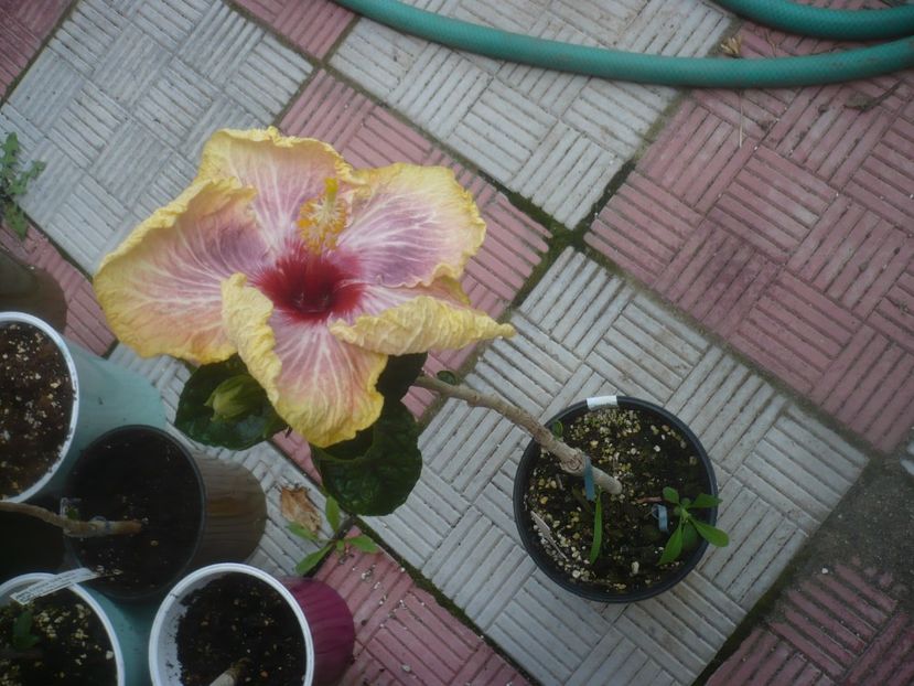 P1480570 - HIBISCUSI 2021-1