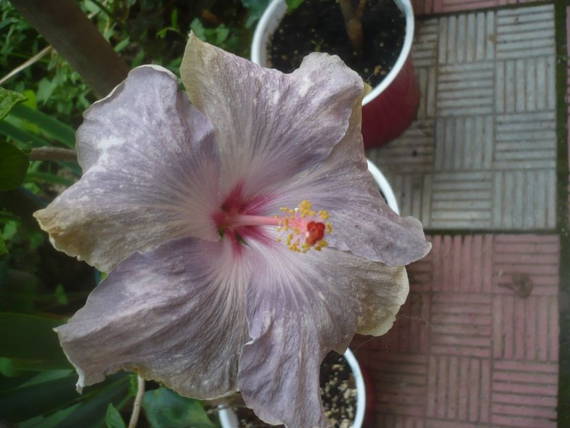 P1480562 - HIBISCUSI 2021-1