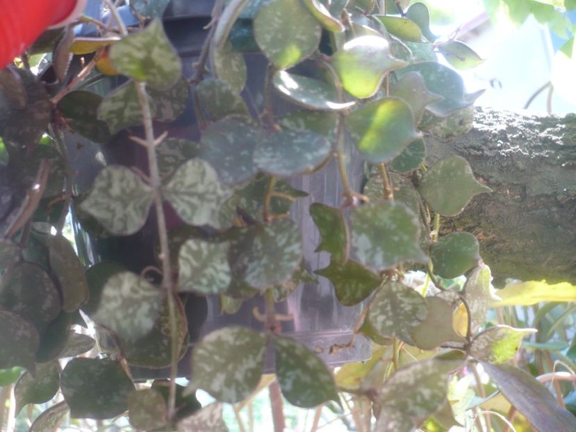 P1480561 - Hoya-frunze