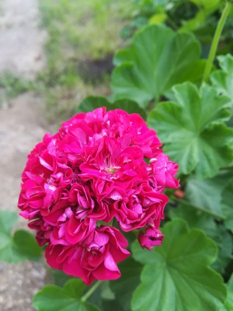 Ungarisk Appleblossom - A-Muscate 2021