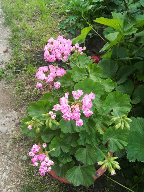 Australian Pink Rosebud - A-Muscate 2021