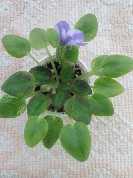 11 iun - ZZ The Wind of Wanderings - chimera din frunza de N Robinson