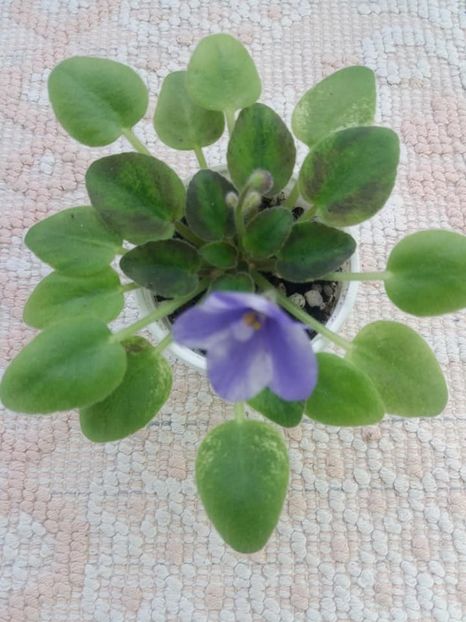 11 iun - ZZ The Wind of Wanderings - chimera din frunza de N Robinson