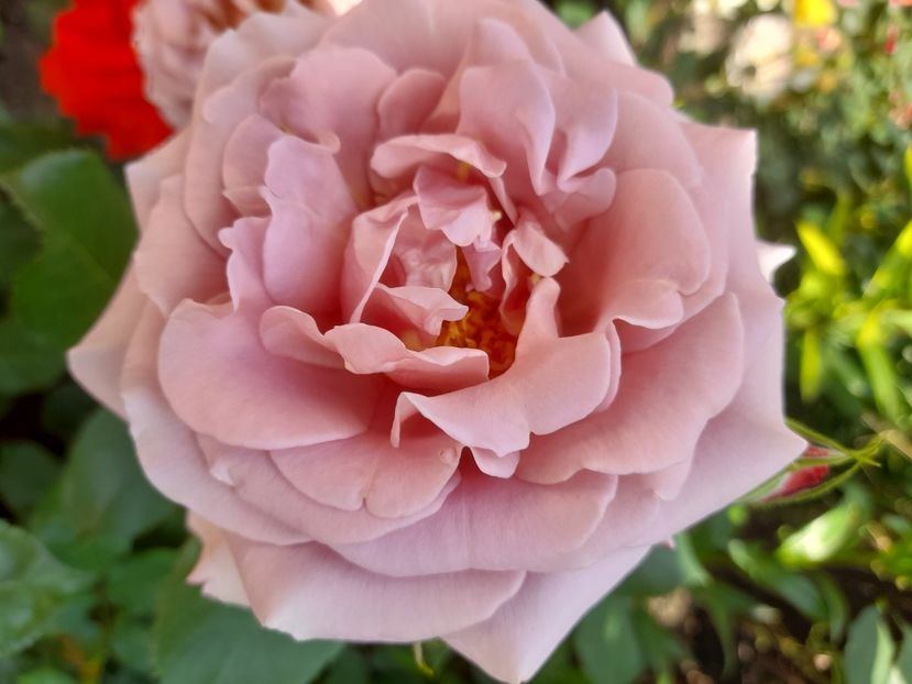 Koko loco - 2021 trandafiri