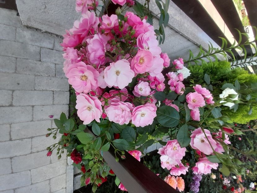 Angela - 2021 trandafiri