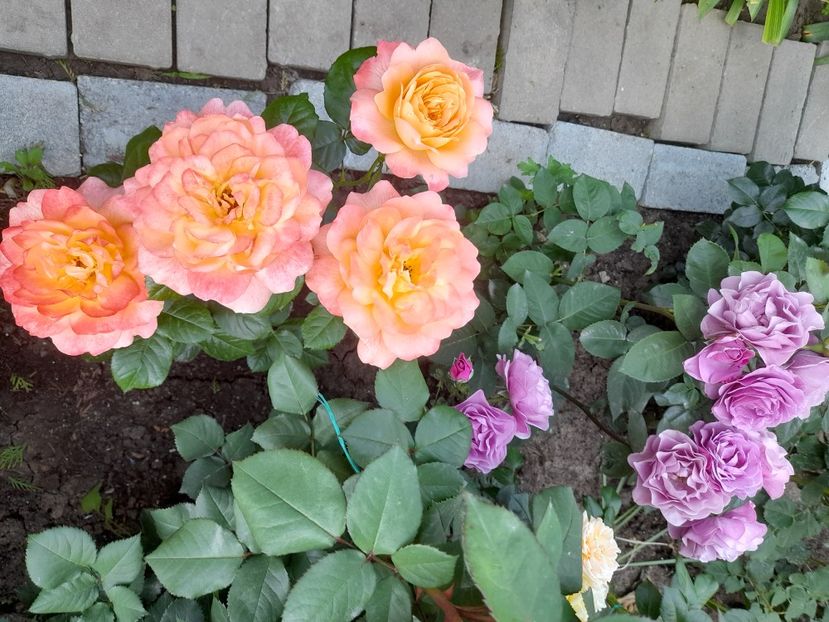 Samaritan - 2021 trandafiri