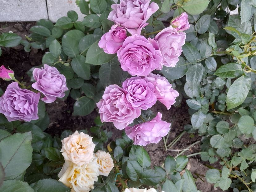 Terra - 2021 trandafiri