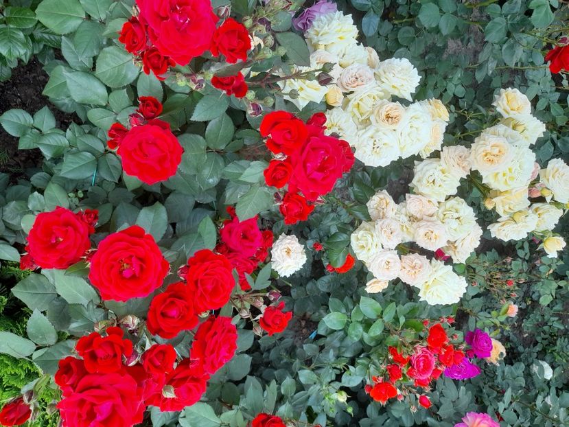 Humanity,cream abundance - 2021 trandafiri