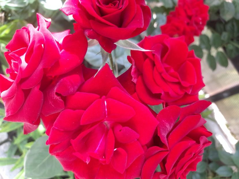 Nicollo paganini - 2021 trandafiri