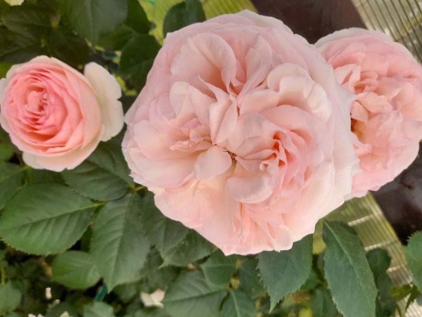 Eden - 2021 trandafiri