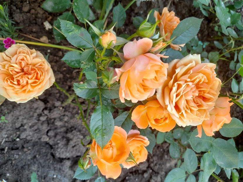 Mini no name - 2021 trandafiri