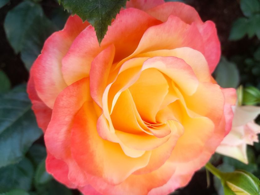 Ibiza - 2021 trandafiri