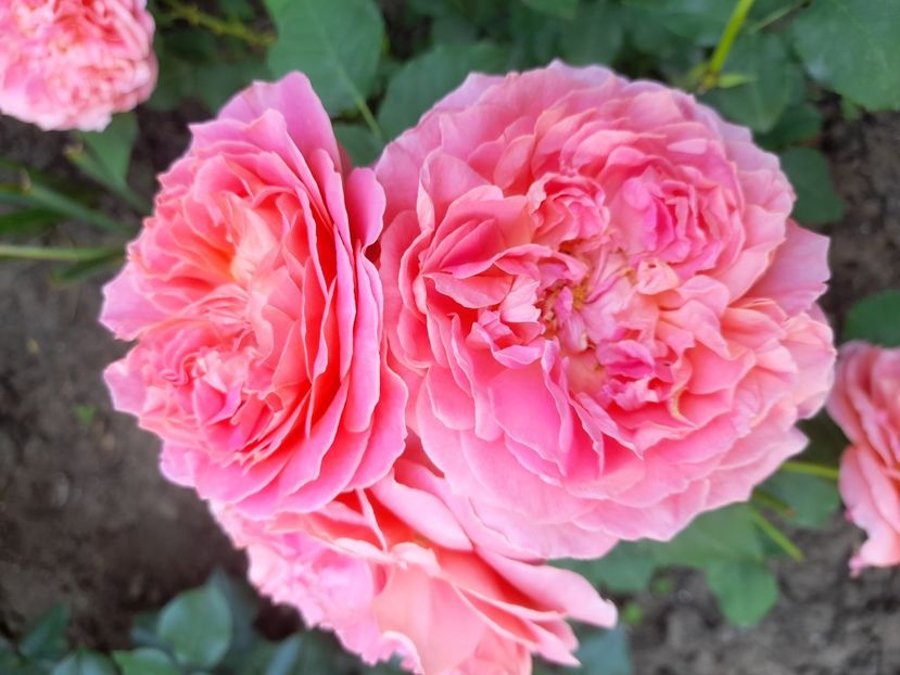 Pick - 2021 trandafiri