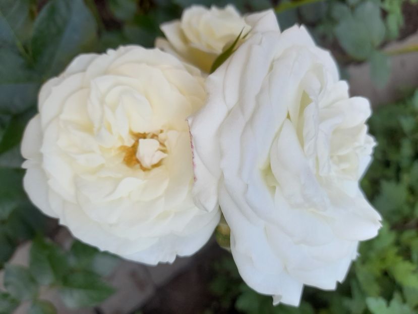 Alabaster - 2021 trandafiri