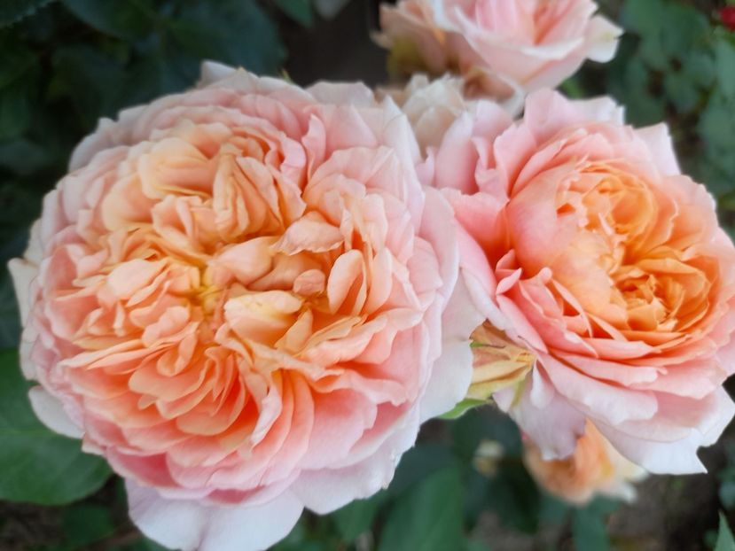 Festival jardin du chaumot - 2021 trandafiri