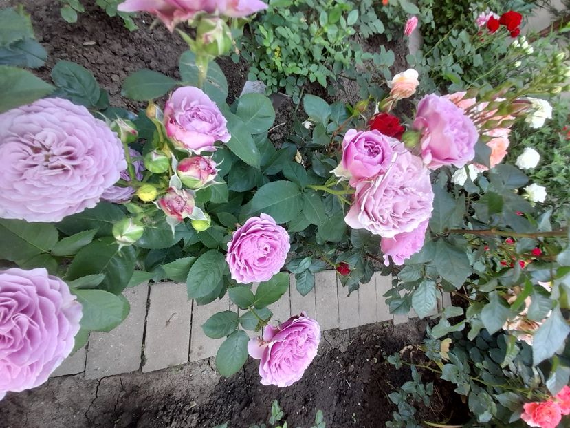 Lavander ice - 2021 trandafiri