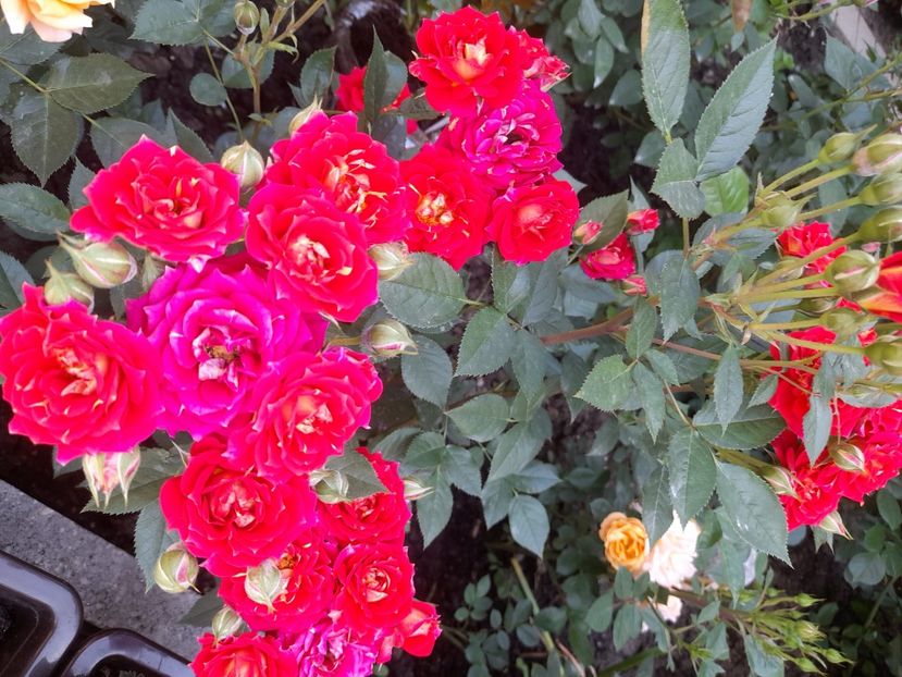 Chili clementine - 2021 trandafiri