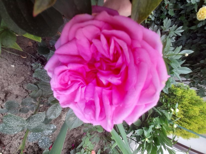 Romina - 2021 trandafiri