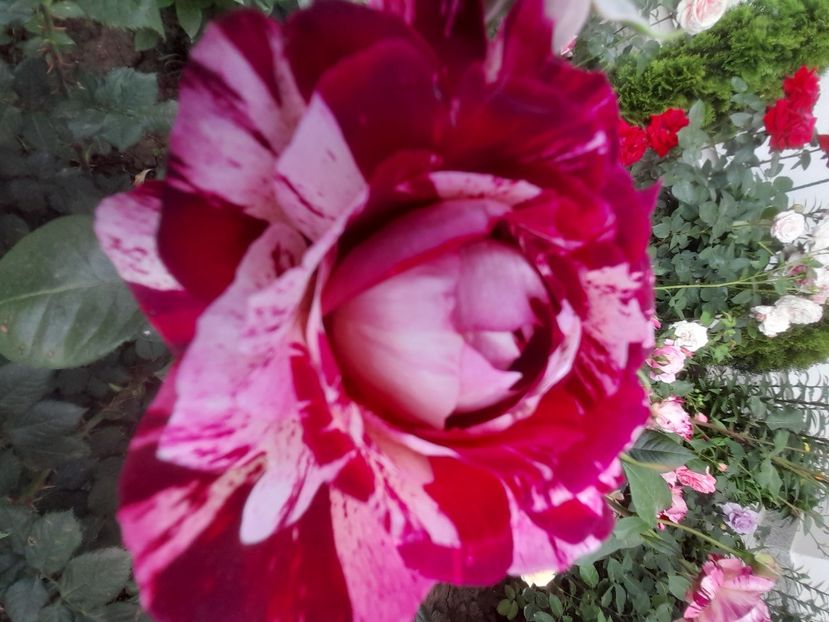 Julio iglesias - 2021 trandafiri