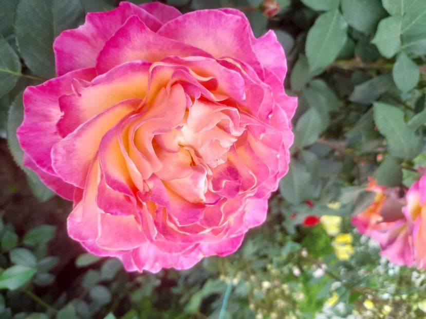 Gorgeous Paramount - 2021 trandafiri