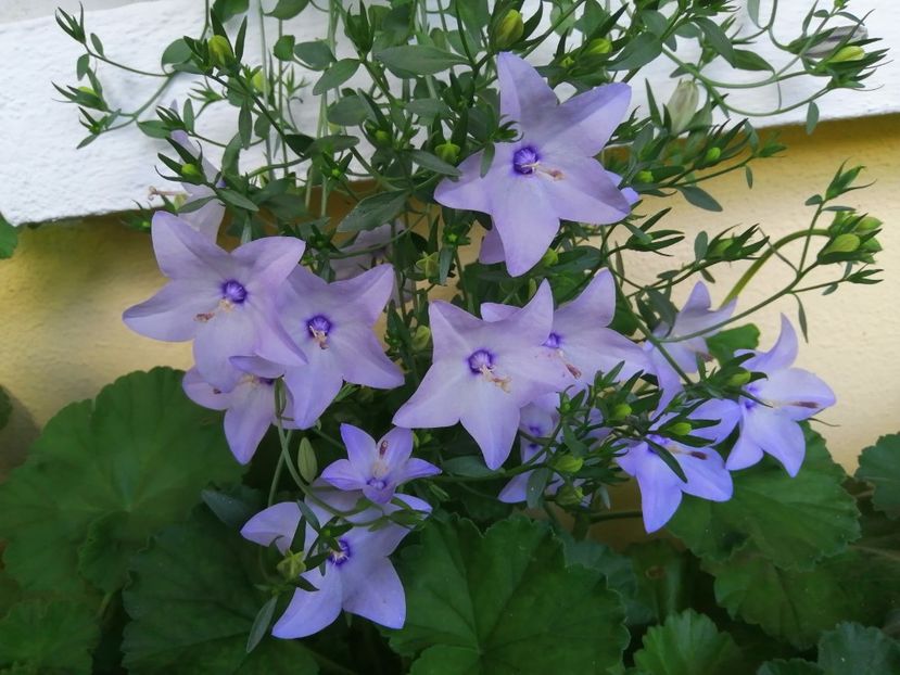  - Campanula