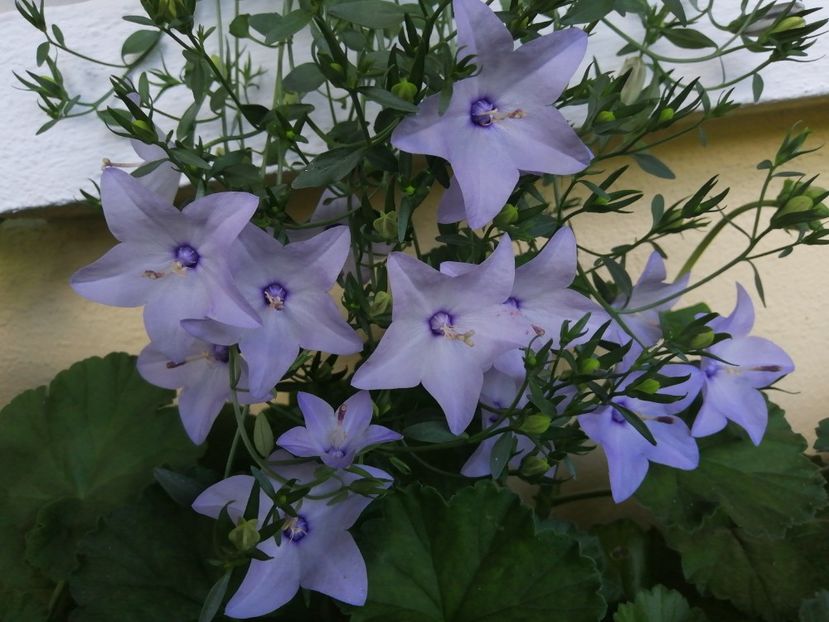  - Campanula