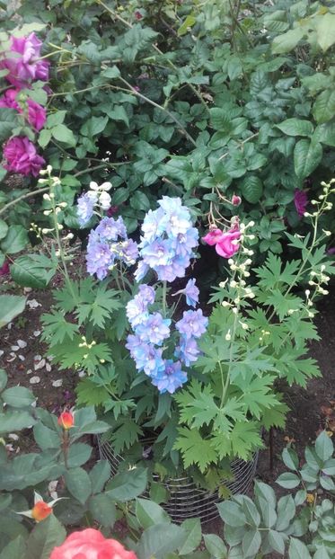 12 06 2021 - Delphinium