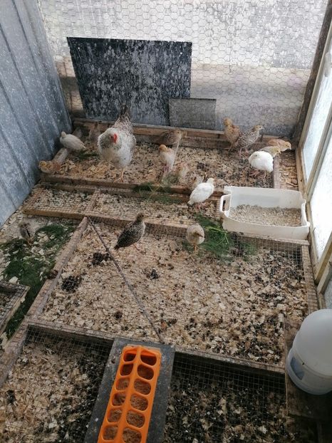  - Pui fazan alb 2021