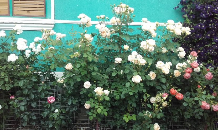 10 06 2021 - Jude the Obscure