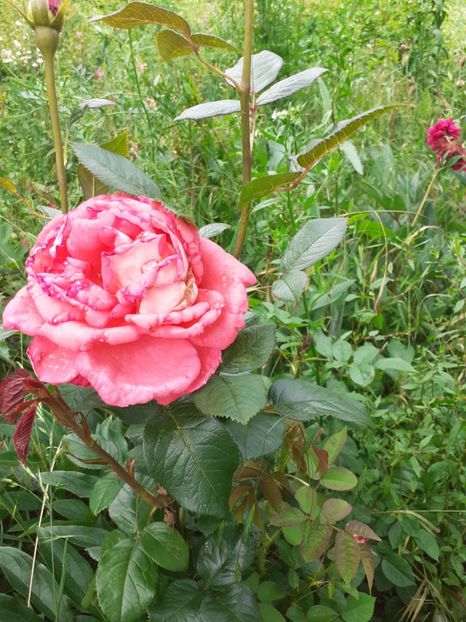 20210612_154234(0) - Trandafiri 2021