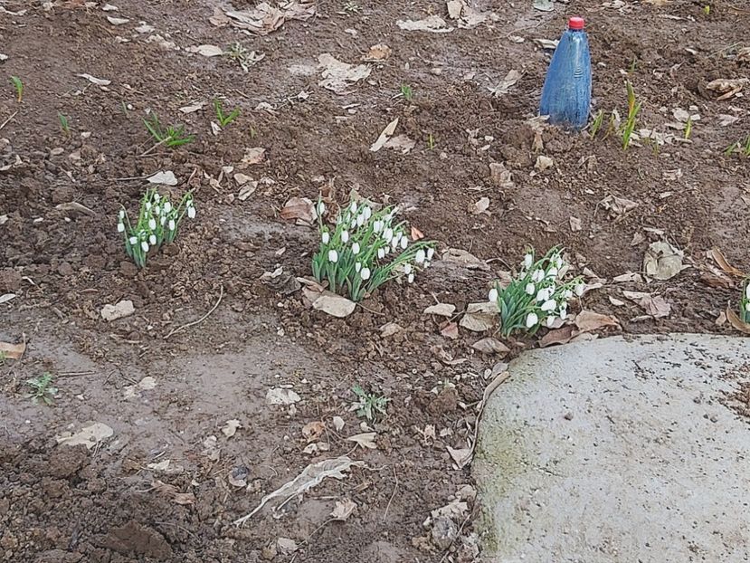  - Floricele diverse 2021