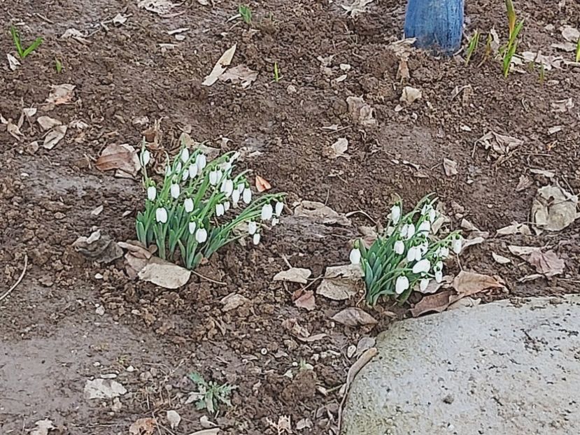  - Floricele diverse 2021