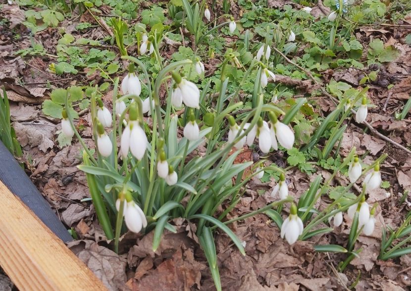  - Floricele diverse 2021