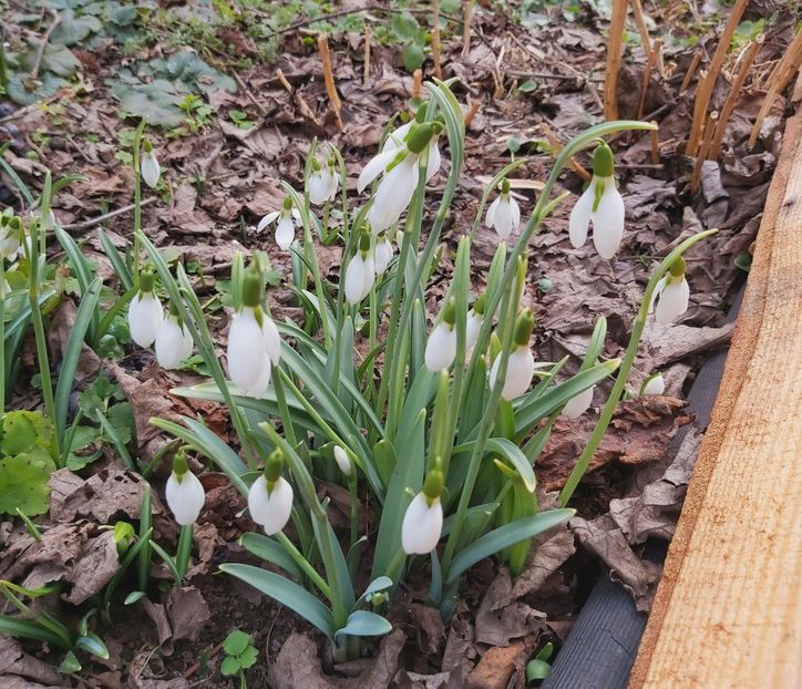  - Floricele diverse 2021