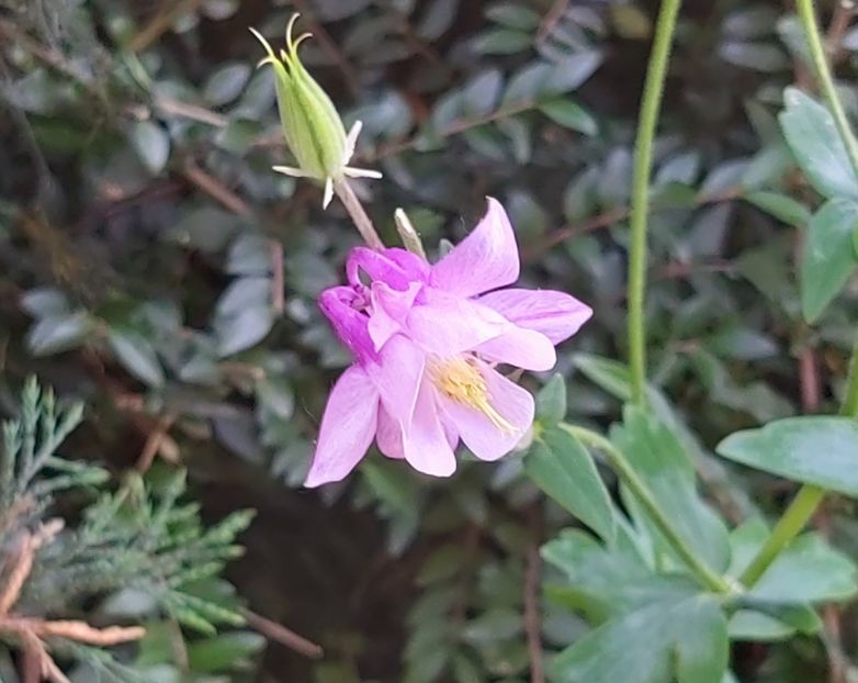  - Floricele diverse 2021