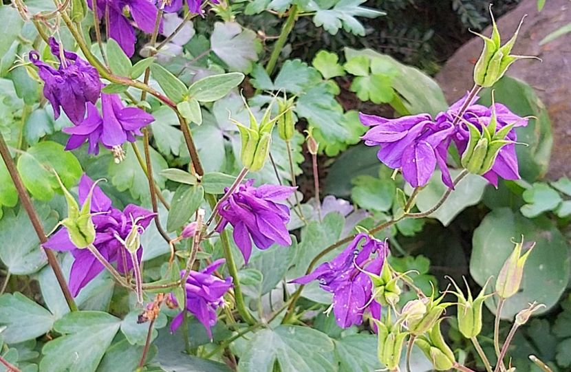  - Floricele diverse 2021