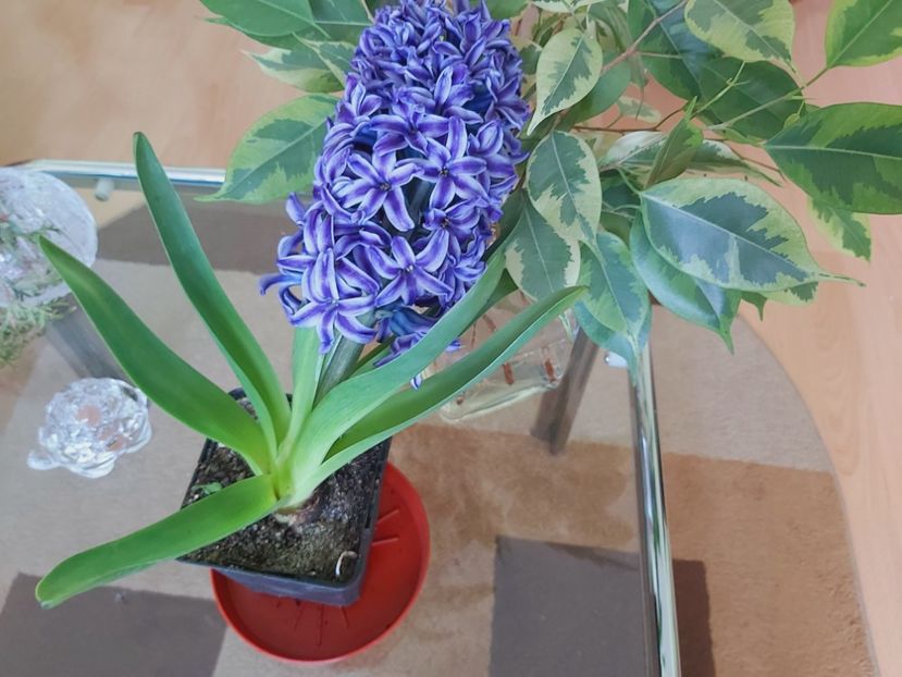  - Floricele diverse 2021
