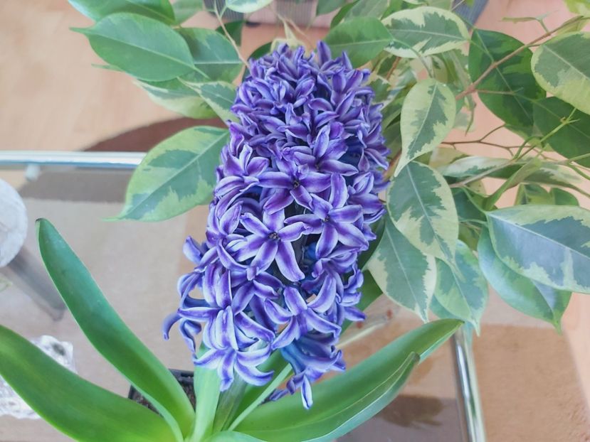  - Floricele diverse 2021