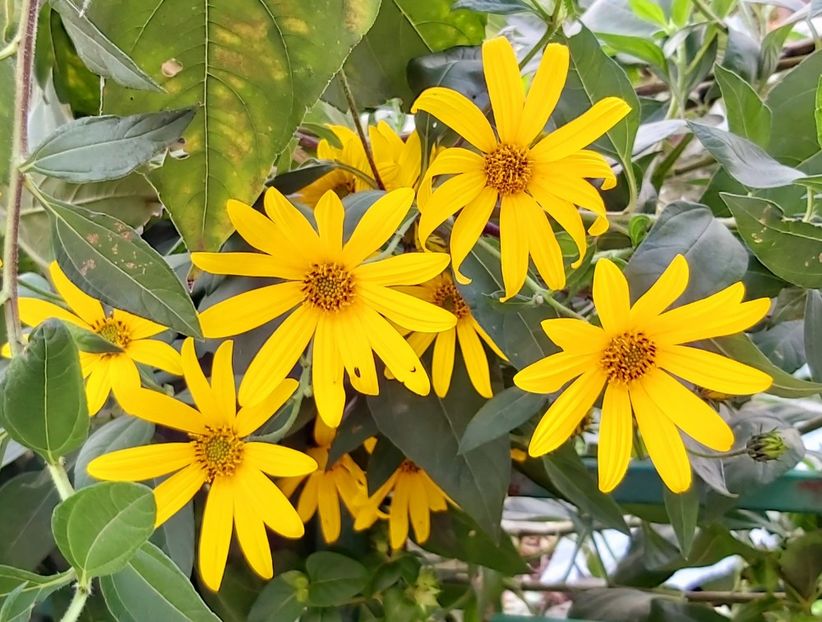  - Floricele diverse 2021