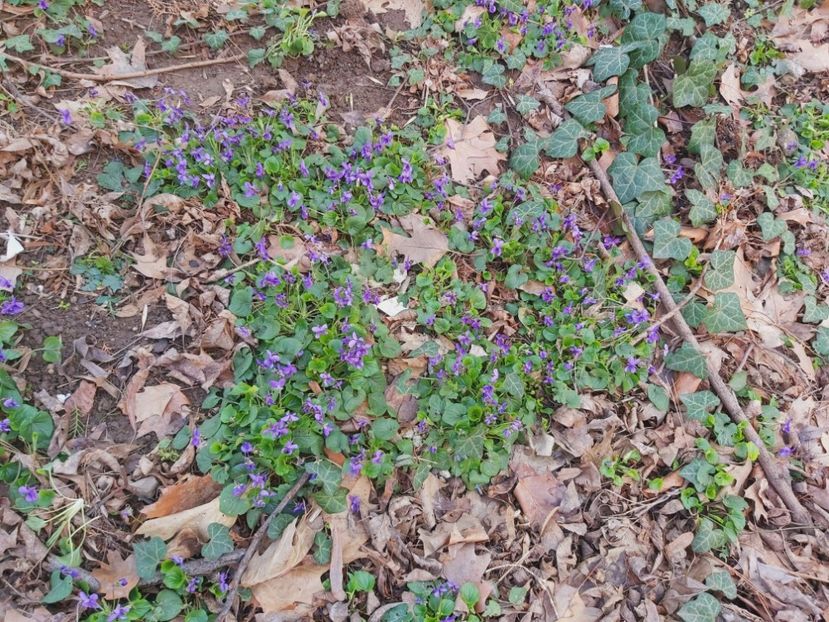  - Floricele diverse 2021