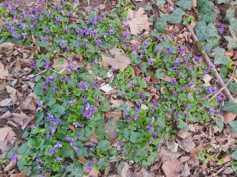  - Floricele diverse 2021