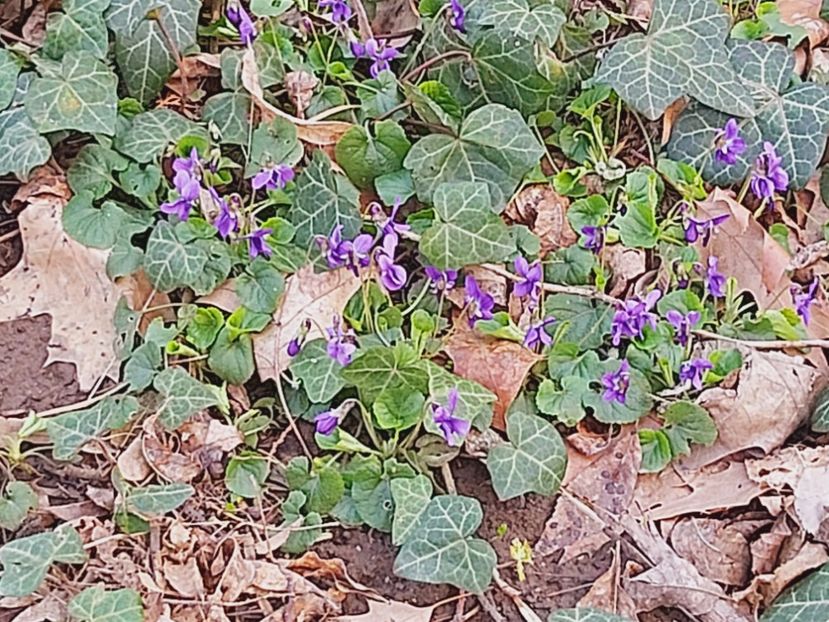  - Floricele diverse 2021