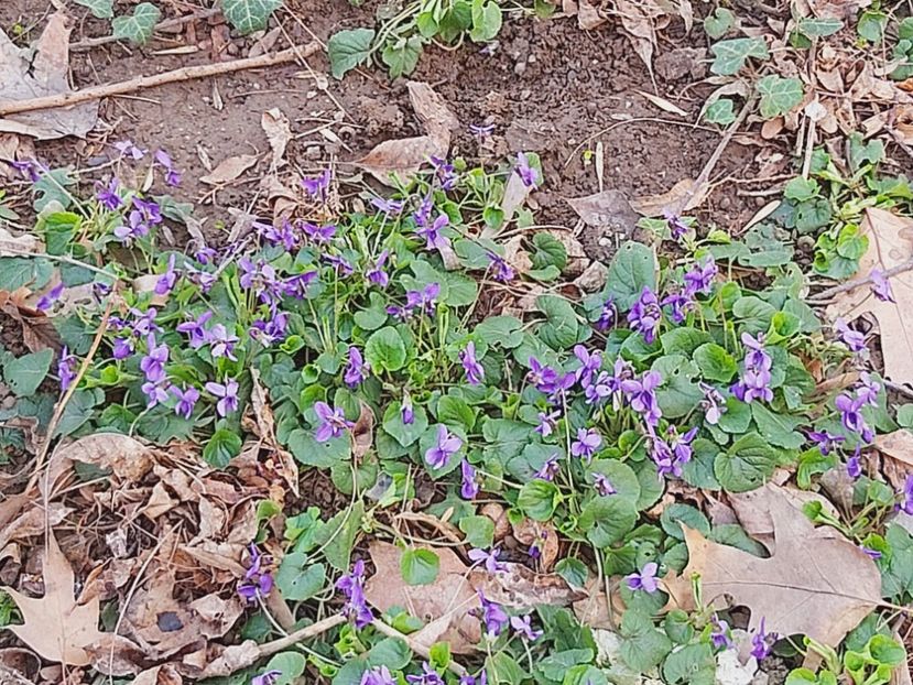  - Floricele diverse 2021