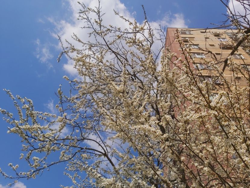  - Floricele diverse 2021