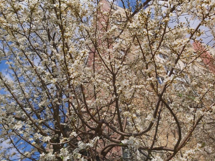  - Floricele diverse 2021