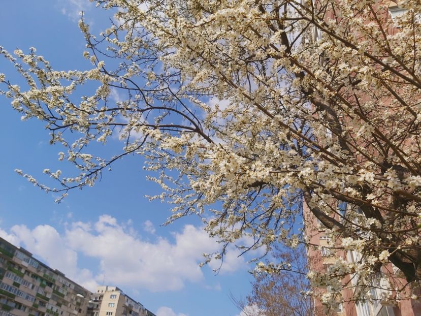  - Floricele diverse 2021