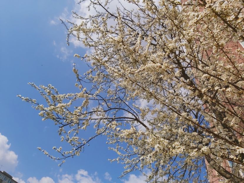  - Floricele diverse 2021